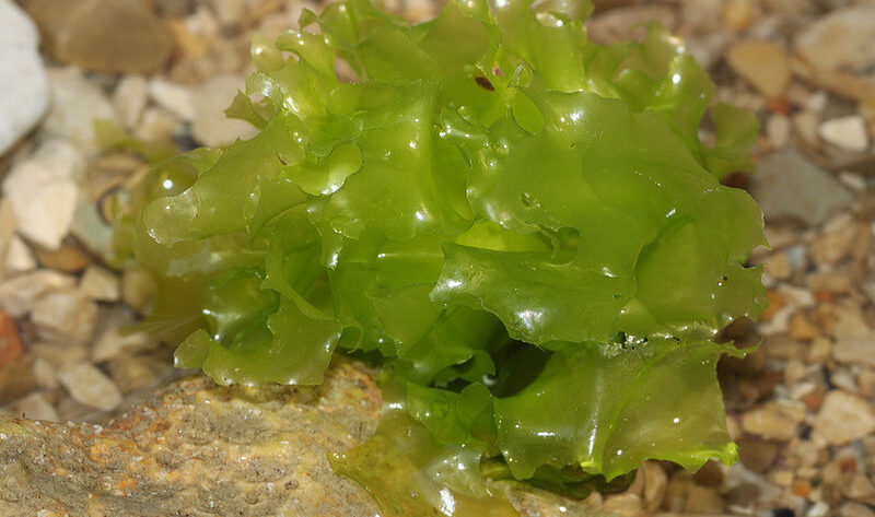 Benefici e proprietà Alga lattuga - Ulva Lactuca