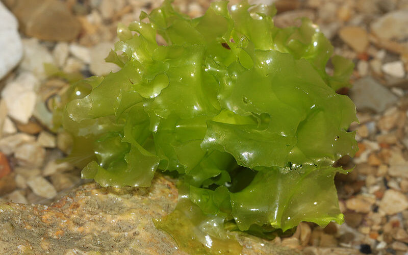 Benefici e proprietà Alga lattuga - Ulva Lactuca