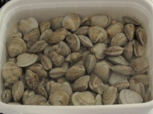 vongole da spurgare