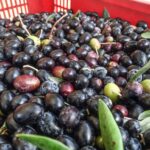 Le alterazioni dell'olio extravergine d'oliva