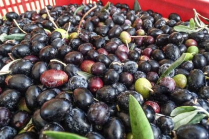 Le alterazioni dell'olio extravergine d'oliva