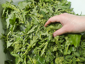 come pulire i friarielli e i broccoli
