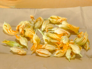 fiori di zucca