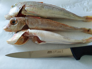 gallinella di mare