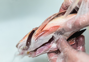 Eviscerare e pulire la gallinella