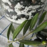 come fare le olive sotto sale - ricetta della nonna